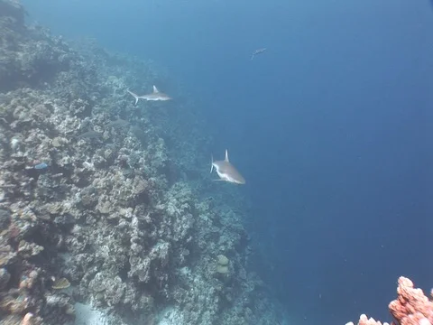 Gray Reef Sharks Stock Footage 98676745