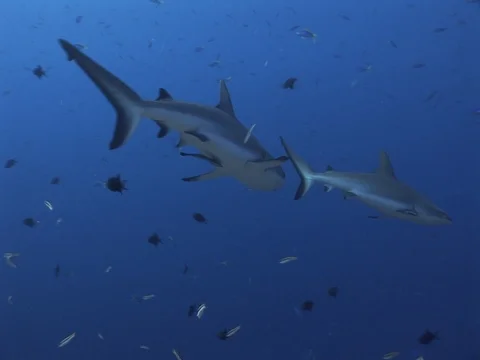 Gray Reef Sharks Stock Footage 98676773