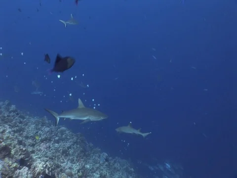 Gray Reef Sharks Stock Footage 98676832