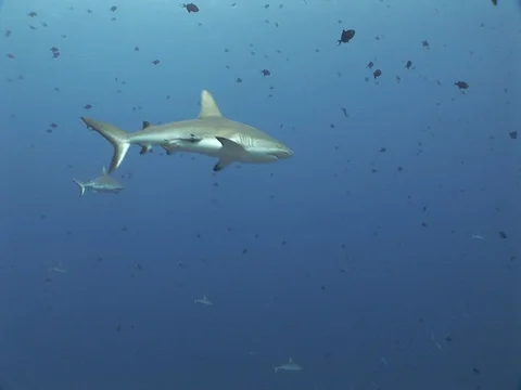 Gray Reef Sharks Stock Footage 98676867