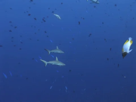 Gray Reef Sharks Stock Footage 98676922