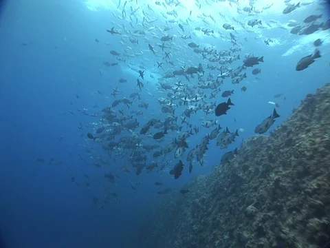 Gray Reef Sharks Stock Footage 98676977