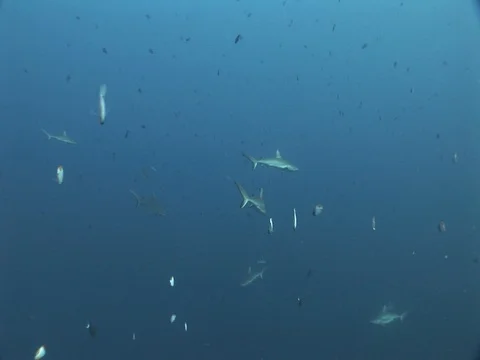 Gray Reef Sharks Stock Footage 98677076