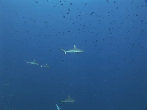Gray Reef Sharks Stock Footage 98677173