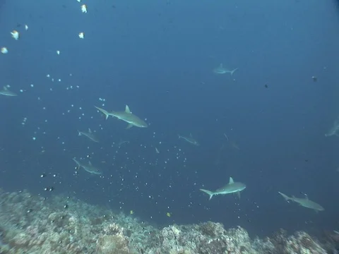 Gray Reef Sharks Stock Footage 98677181