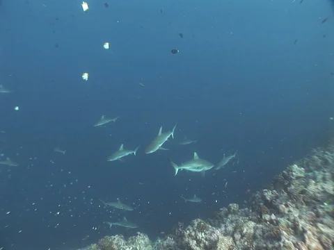 Gray Reef Sharks Stock Footage 98677205