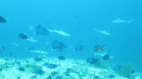 Gray reef sharks in the Indian ocean, Maldives Stock Footage 233606694