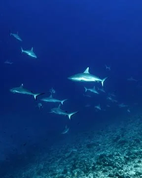Gray reef sharks Stock Photos