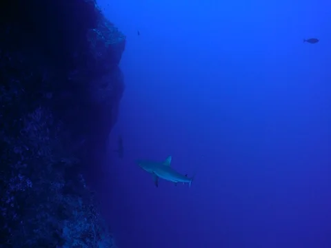 Gray Reef Sharks Swimming in deep blue water Stock Footage 81007523
