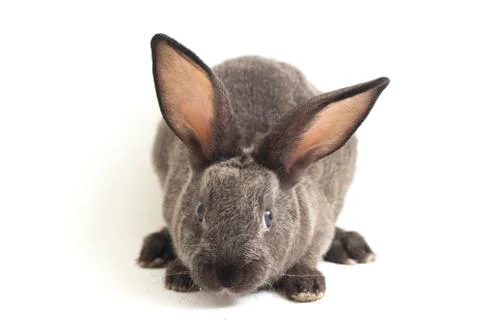 Gray rex rabbit isolated on white background Foto stock