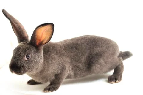 Gray rex rabbit isolated on white background Stock Photos