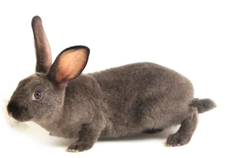 Gray rex rabbit isolated on white background Stock Photos