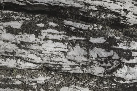 Gray rock surface covered with moss. Black and white photo Stock Photos