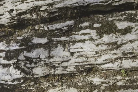 Gray rock surface covered with moss Stock Photos