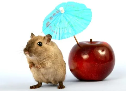 Gray rodent with red apple Stock Photos