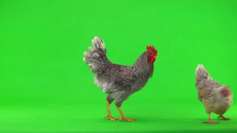 Gray rooster and chicken pecking a grain of wheat on a green screen Stock Footage 153538546