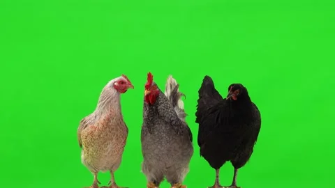 Gray rooster and two chickens gray and black on a green screen. studio Stock Footage 153538431