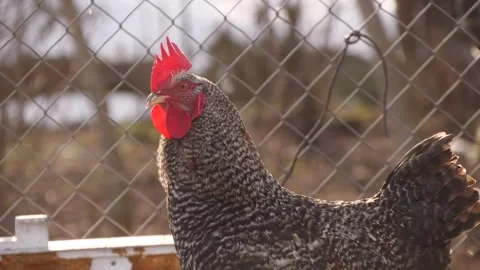 Gray rooster in a cage Stock Footage 329793759