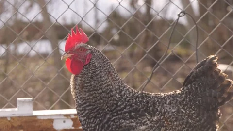Gray rooster in a cage Stock Footage 329793760