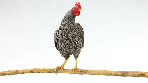 Gray rooster sitting on a branch Video stock 104602790