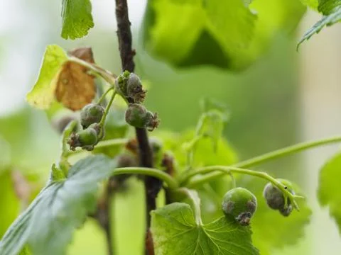 Gray rot has hit the currant Bush Stock Photos