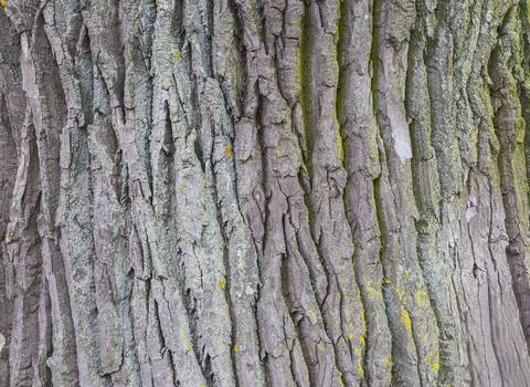 Gray rough bark of an old big tree close-up Stock Photos