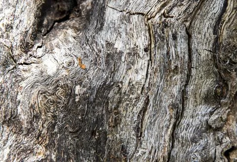 Gray rough wooden texture background. Stock Photos