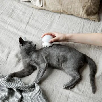A gray Russian blue cat is combed with a comb that lies on a gray sofa Stock Photos