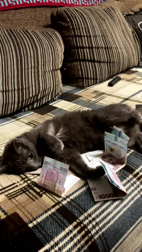 A gray Russian Blue cat plays with Ukrainian money. Stock Footage 334325049
