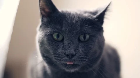 Gray russian blue cat turns his head to the left Stock Footage 119676819