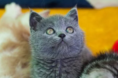 Gray sad kitten. Stock Photos