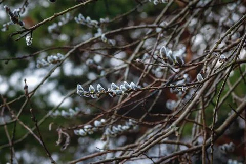 Gray sallow tree blooming in spring forest Stock-Fotos