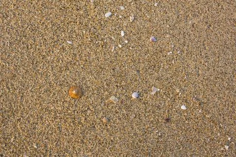 Gray sand closeup with shells. natural surface texture Stock Photos