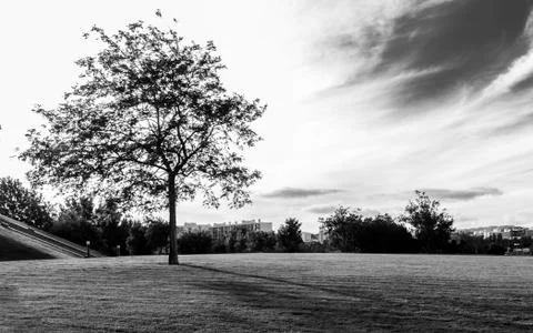 Gray scale shot of a single tree on a filed underneath the clouds in the sky Stock Photos