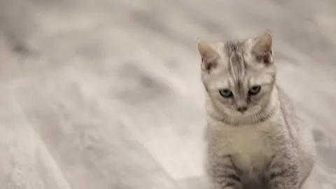 Gray scottish cat close up Stock Footage 248599688