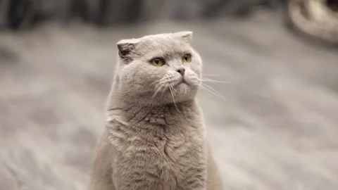 Gray scottish cat close up Stock-Footage 248599690