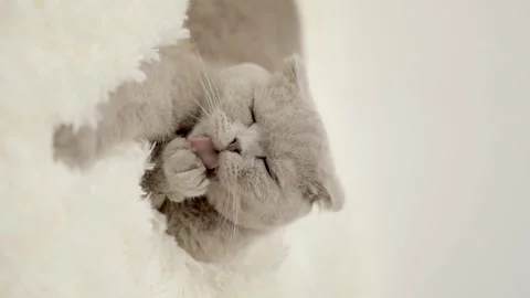 Gray scottish cat close up Stock-Footage 252058947