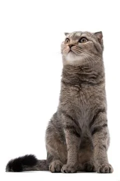 Gray scottish cat on a white background looks up Foto stock