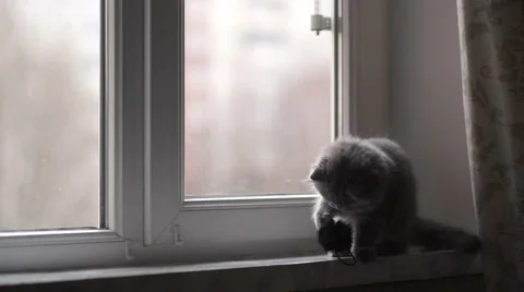 The gray Scottish Fold breed cat sitting on a windowsill and played Stock Footage 57947893