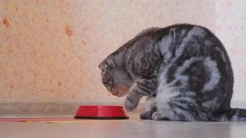 A gray Scottish Fold cat amusingly drinks water with a paw from a bowl. Stock Footage 149175025