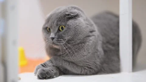 Gray Scottish Fold cat with big yellow eyes sits with paws crossed, looking Stock Footage 310019111