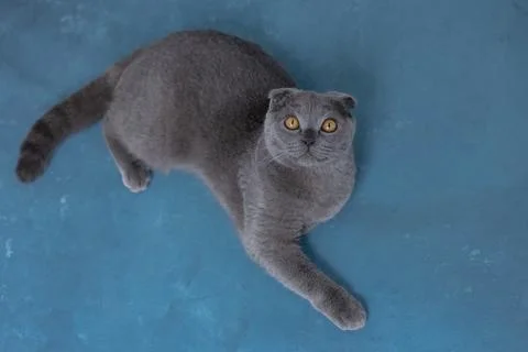 Gray scottish fold cat on blue background Stock Photos