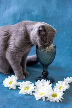 A gray Scottish Fold cat is drinking from a glass. Stock Photos
