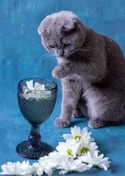 A gray Scottish Fold cat is drinking from a glass. Stock Photos