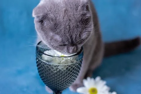 A gray Scottish Fold cat is drinking from a glass. Stock Photos