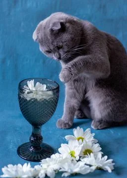 A gray Scottish Fold cat is drinking from a glass. Stock Photos