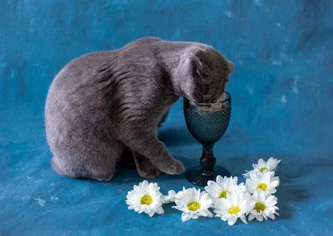 A gray Scottish Fold cat is drinking from a glass. Stock Photos
