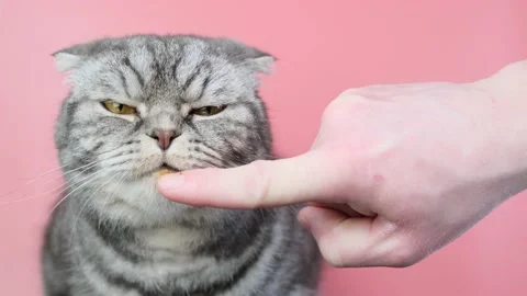 Gray scottish fold cat eating cat pate Stock Footage 150445830