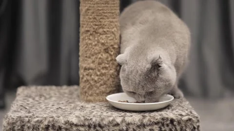 Gray scottish fold cat eats from a saucer Stock-Footage 247829155