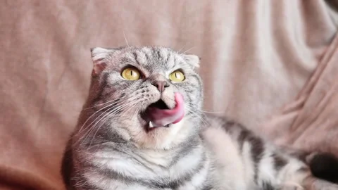 The gray Scottish Fold cat Stock Footage 144914733